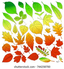 Multicolored leaves from autumn trees are time. Vector illustration