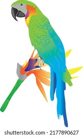 mehrfarbiger Ara-Papagei sitzt auf einer tropischen Blume, einzelne Handmalerei