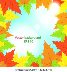 Multi-colored maple leaves in the light of sun patches of light