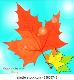 Multi-colored maple leaves in the light of sun patches of light
