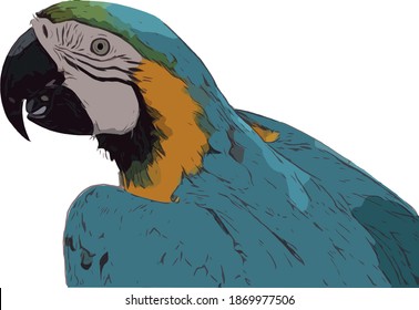 multi-colored parrot on a transparent background