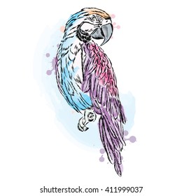 Multicolored parrot vector.