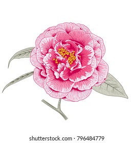 Multicolored pink camellia japonica rose double form flower with leaves hand drawn vector illustration