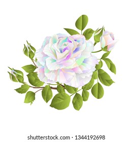 Multicolored  rose and buds  on a white background vintage vector botanical illustration editable hand draw