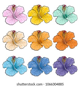 Multicolored tropical flowers hibiscuses isolated set in sketch style. Hand drawn different colors exotic blooms collection. Floral vector illustration of various rose mallow.