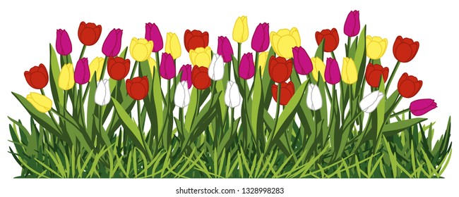 Multi-colored tulips on grass. International women day. Border. Vector illustration on white