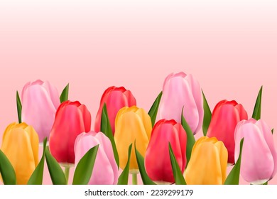 Multicolored tulips on a light pink background with copy space. Vector image