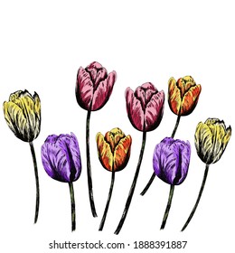 Multi-colored tulips of simple form frame above and below. Cute image is suitable for banners, cards. The concept of spring, summer. Red, yellow, orange, violet shades.