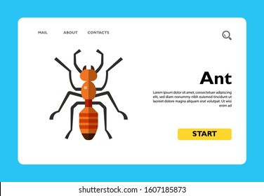 Multicolored vector icon of ant, top view