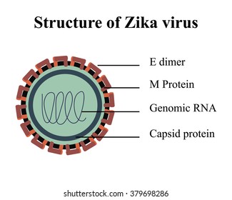 Multicolored vector illustration of structure of Zika virus