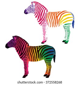 Multicolored zebra. Vector illustration. Illustration of zebra with multicolored stripes and with multicolored body.