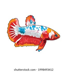 peces betta multicolor sobre fondo blanco