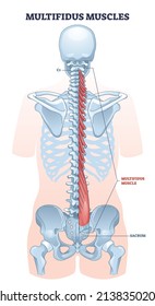 Multifidus muscles as spine backbone muscular system outline diagram. Labeled educational anatomy structure with back vertebrae from sacrum to axis vector illustration. Transversospinales location.