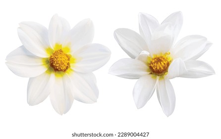 Multi-petal white flower, yellow pistil isolated on white background