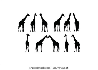 Multiple black silhouettes of giraffes in different positions isolated on a white background