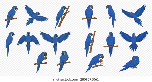 Multiple blue macaw parrots in various poses, including flying, perching, and holding nuts, on a transparent background.