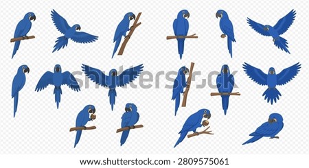 Multiple blue macaw parrots in various poses, including flying, perching, and holding nuts, on a transparent background.