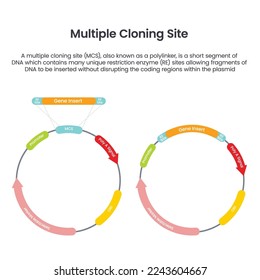 Multiple Cloning Site MCS scientific vector illustration infographic