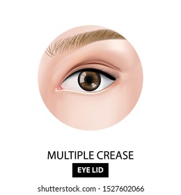 Multiple crease of eyelid vector illustration