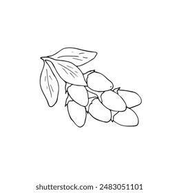 Multiple goji berries on the branch with leaves. Hand-drawn illustration, isolated on white. 