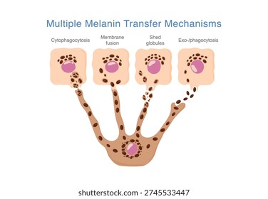 Multiple melanin transfer mechanisms between Melanocytes and Keratinocytes. Illustration about skin pigmentation processes associated with disorders as Melasma and other forms of hyperpigmentation.