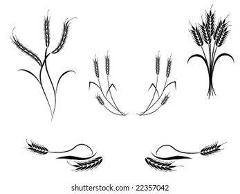 Multiple Wheat Vector Illustrations