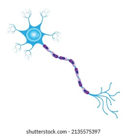 Multipolar neuron blank diagram for presentations svg