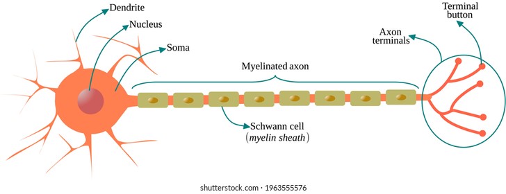 Multipolar neuron with myelinated axon svg
