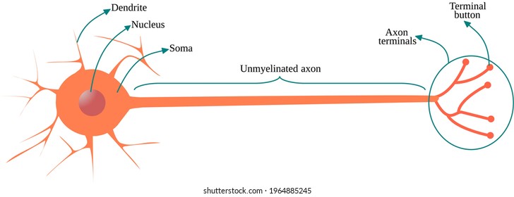 Multipolar neuron with unmyelinated axon svg