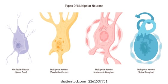 Multipolar neurons types. Nerve cell, main part of the human nervous system. Cell body, axon and axon terminal. Flat vector illustration svg