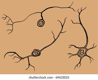 Multipolar, pseudounipolar and bipolar neurons - cells of nervous system. Each decorative neuron on it's own layer.