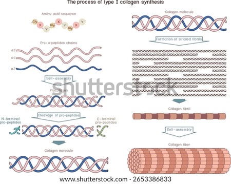 Multi-step process of type I collagen synthesis. Scheme of collagen biosynthesis for biology lessons