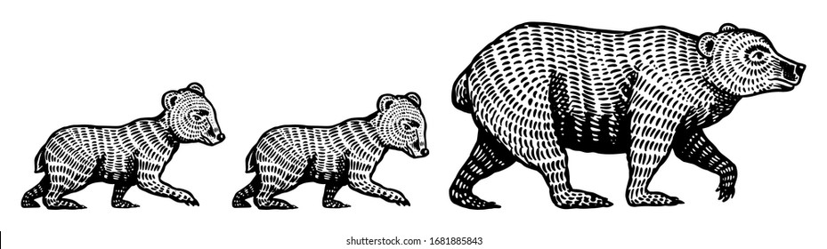 Mummy Grizzly bear with cubs children. Teddy baby. Brown wild animal. Side view. Hand drawn engraved old sketch for T-shirt, tattoo or label or poster. Vector illustration.