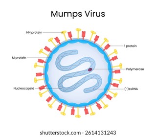 Mumps Virus Detail Structure Diagram