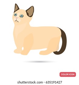 Munchkin cat breed color flat icon for web and mobile design