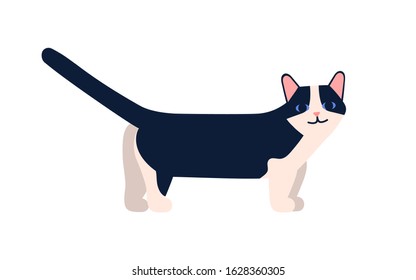 Munchkin cat breed vector flat illustration. Cartoon short-legged pet with raised tail isolated on white background. Cute domestic friend animal breeding