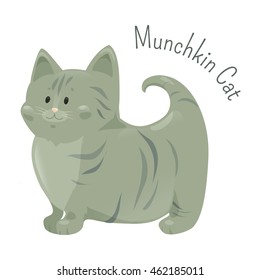 Munchkin cat isolated on white background. Very short legs type. Furry mammal. Cute cartoon kitten. Child fun icon. Vector illustration. Grey color. Adorable animal art