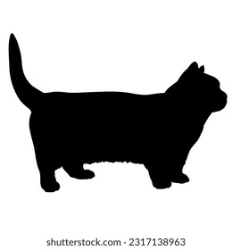 Munchkin cat silhouette cat breeds vector