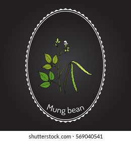 Mung bean (Vigna radiata) with leaves and pods. Hand drawn botanical vector illustration.