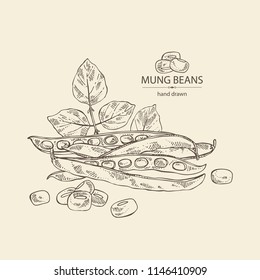 Mung beans: leaf, plant, pod and seed of mung beans. Vector hand drawn illustration
