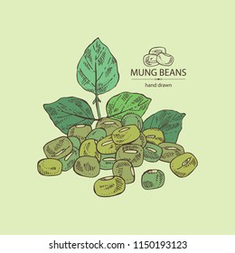 Mung beans: leaf, plant, pod and seed of mung beans. Vector hand drawn illustration