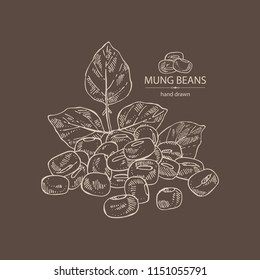 Mung beans: leaf, plant, pod and seed of mung beans. Vector hand drawn illustration