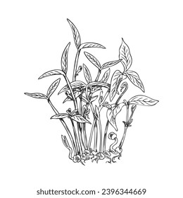 Mung microgreens plant. Raw sprouts of cress salad with leaves. Hand drawn engraved botanical vector illustration. Natural organic medicinal herbs. Vegetarian food healthy ingredient