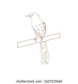 murai batu medan Copsychus Bird