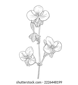 Murdannia giganteum,Thai violet flower , Line drawing, Black and white illustration Vector.