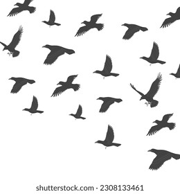A murder of crows isolated on white background