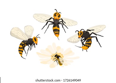 Murder Hornet invasion. Vespa mandarinia. Asian giant hornets viciously attacked honey bee pollinating a flower. Isolated on white, cartoon  style.