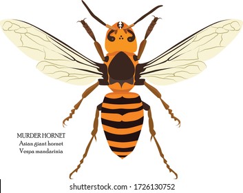 Murder Hornet (Vespa mandarinia). This is the largest hornet in the world. A female worker may grow to a length of nearly an inch and a half.