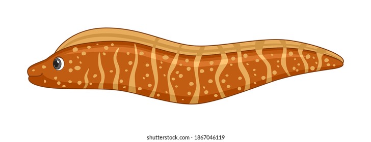 Murray eel fish on a white background. Cartoon style vector illustration