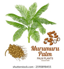 Murumuru Palm with Colored Detailed Illustration